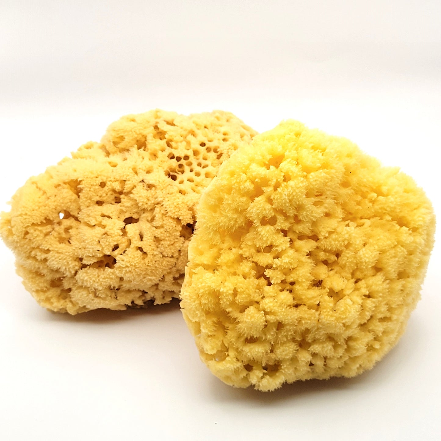 Large Sea Sponge