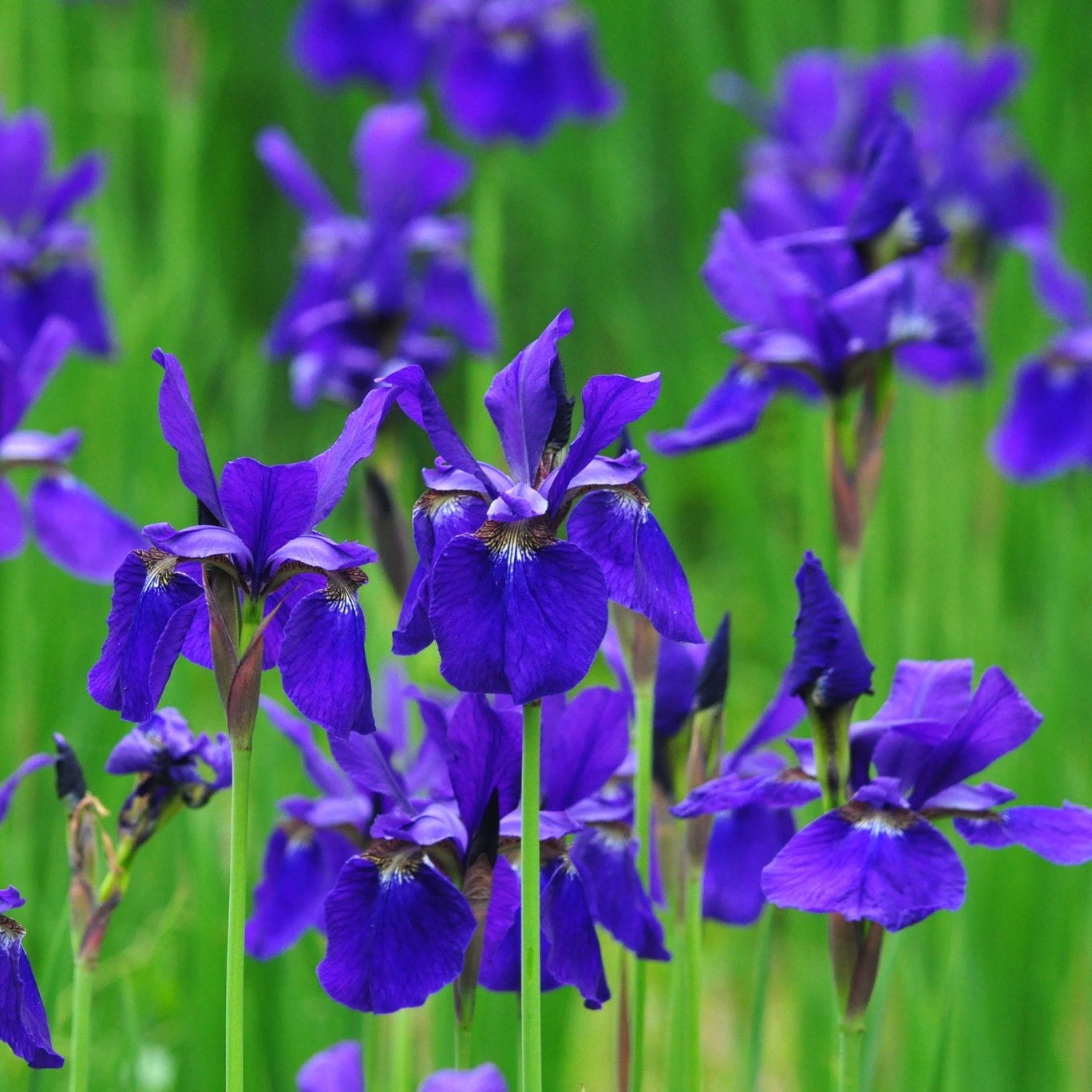Roman Face Mask - Iris and Lavender