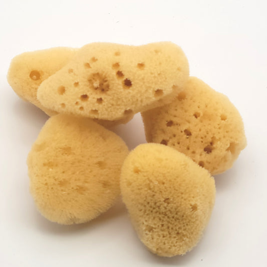 Small Sea Sponge